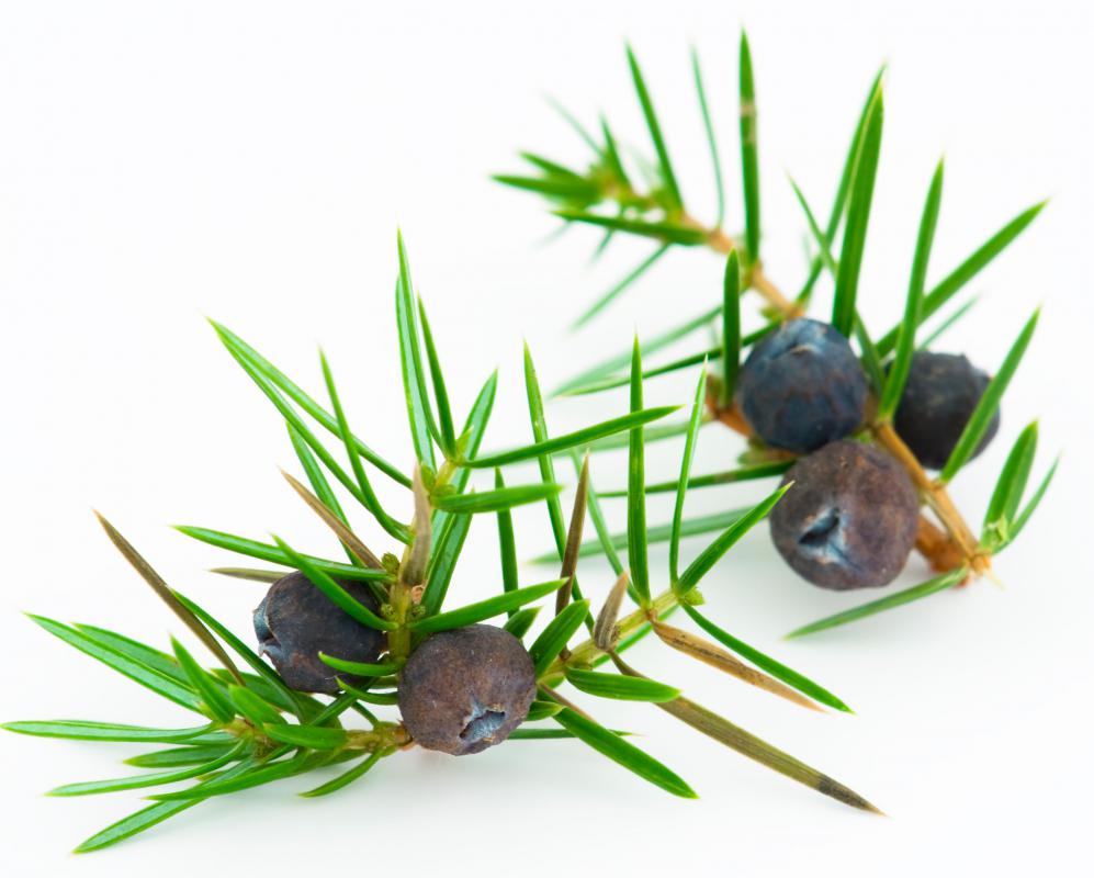 What is Gin? (with pictures)