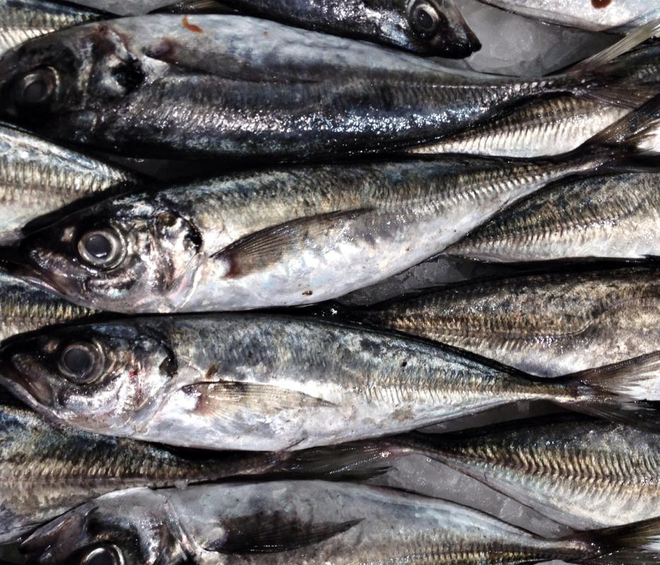 What Is Sardine Oil? (with pictures)