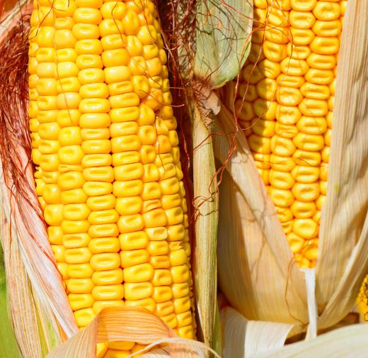 What is Dent Corn? (with pictures)