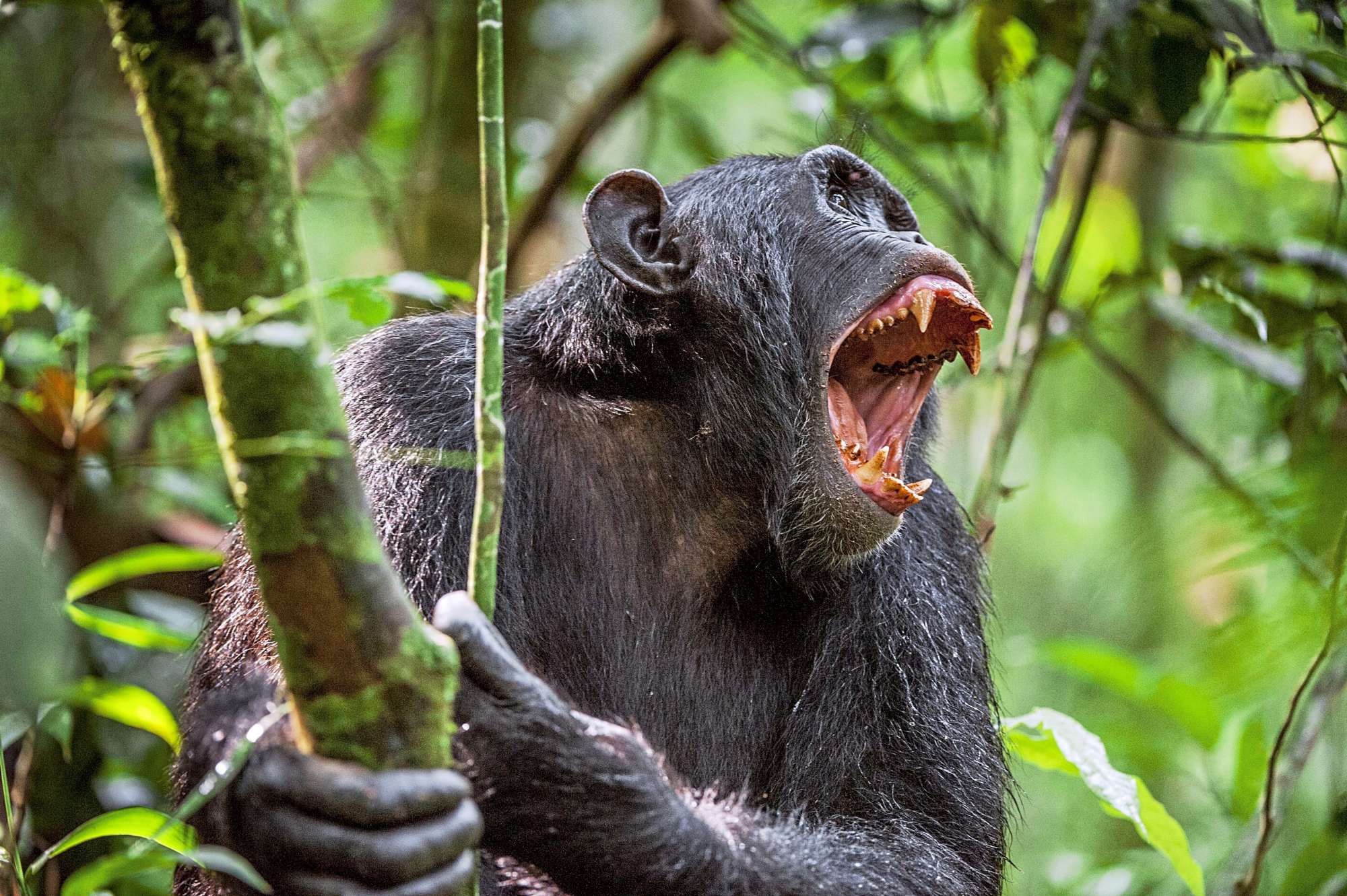 Es ist zum Brüllen Die Affen von Uganda Afrika Reisen derStandard