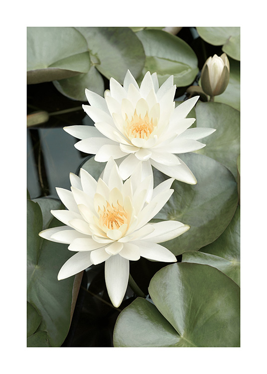 White Lotus Flower Delivery Best Flower Site