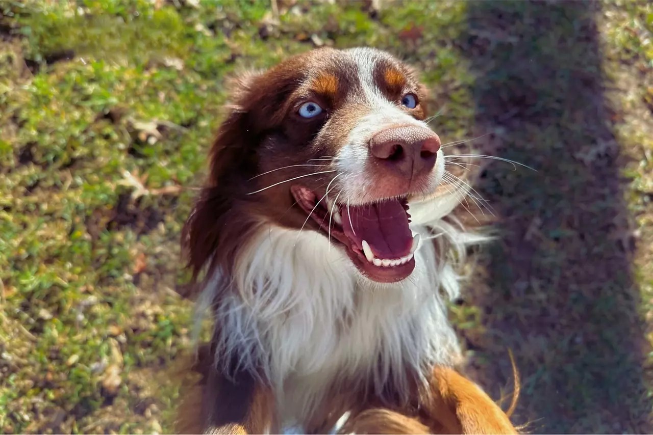 Rivermist Pet Lodge Brinklow