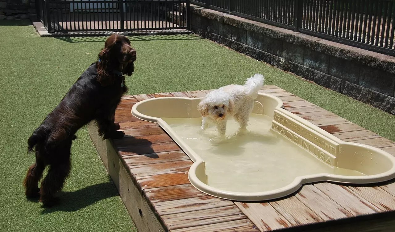 Dog Daycare Rivermist Pet Lodge at Brinklow