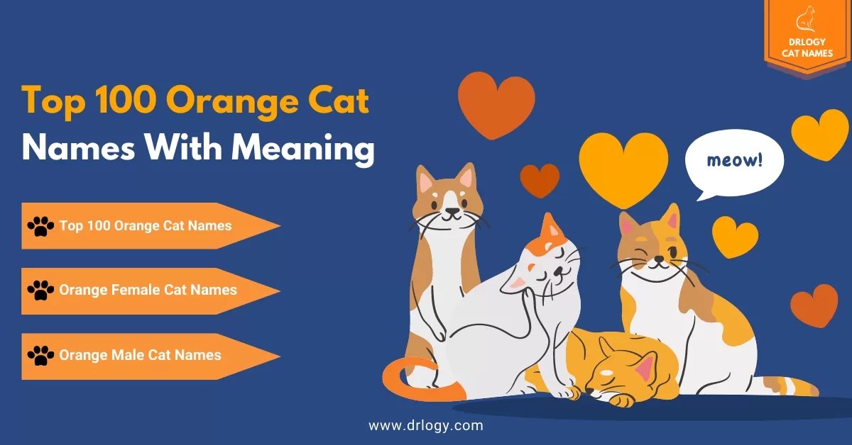 100 Best Orange Cat Names With Meaning Drlogy Cat Names
