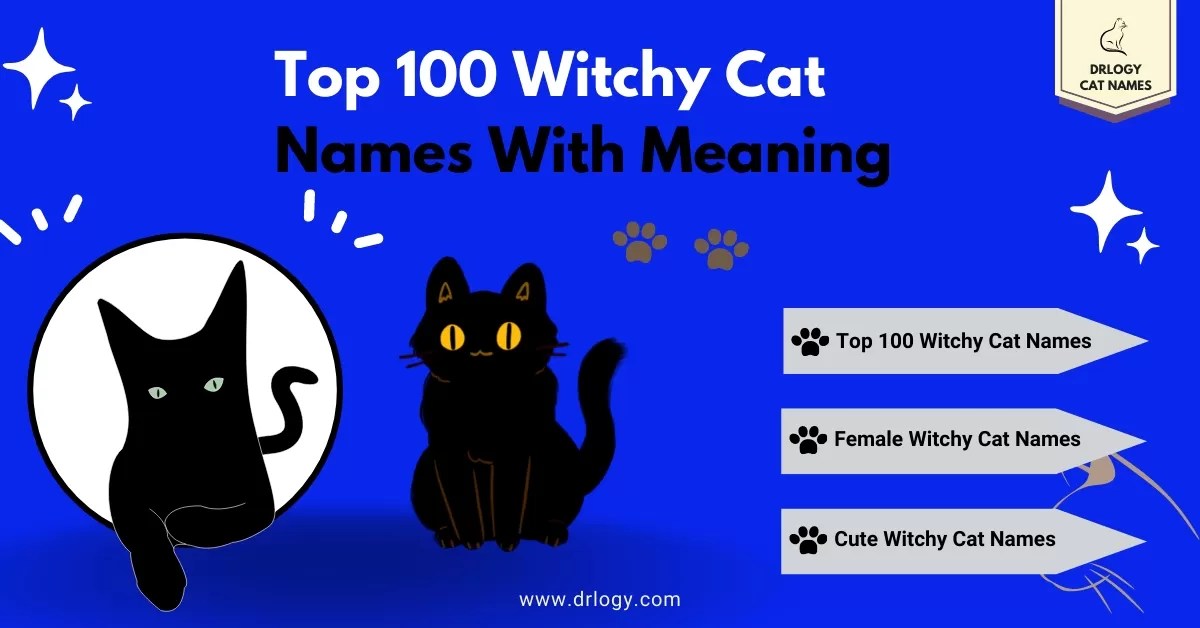 111 Best Witchy Cat Names With Meaning Drlogy Cat Names