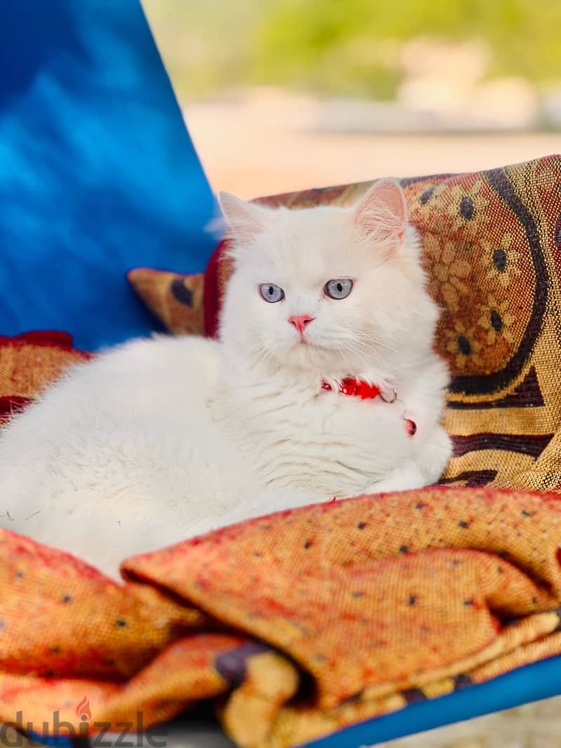 Persian Cat for adoption Cats 105193036