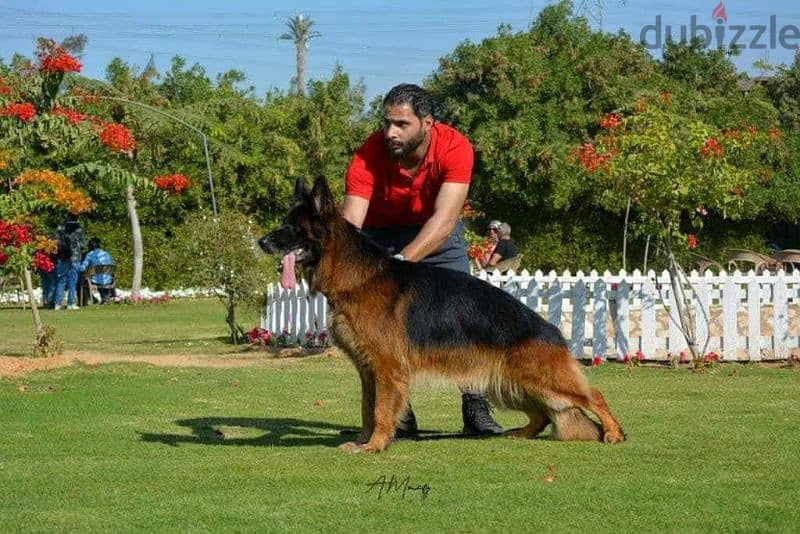 German Shepherd ( Royal Black & Black & Tan ) puppies Dogs 202719089