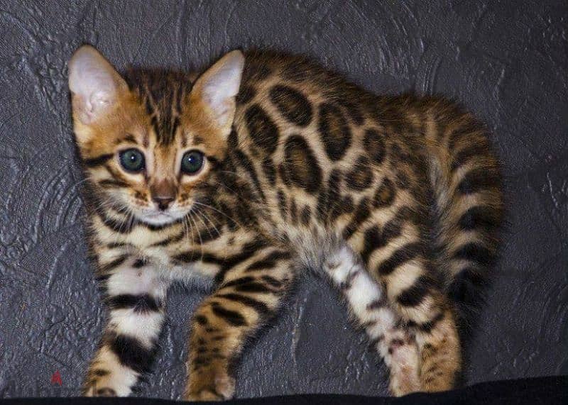 bright Bengal green eyes kittens from Russia قطط 202864699