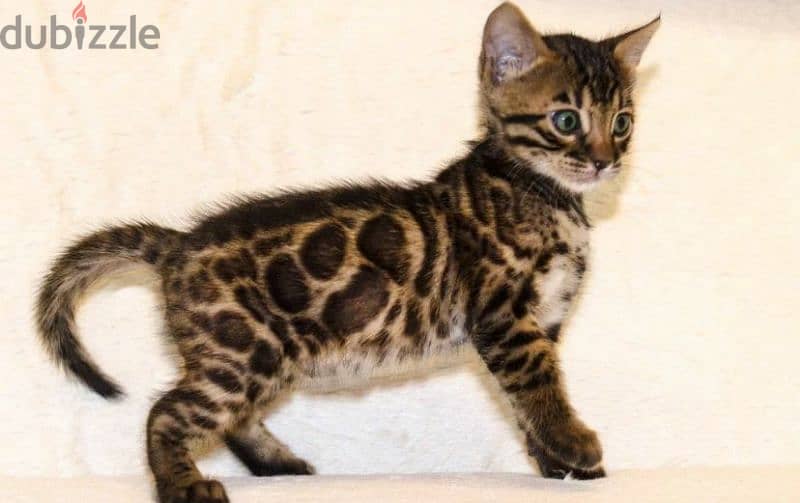 bright Bengal green eyes kittens from Russia قطط 202864699