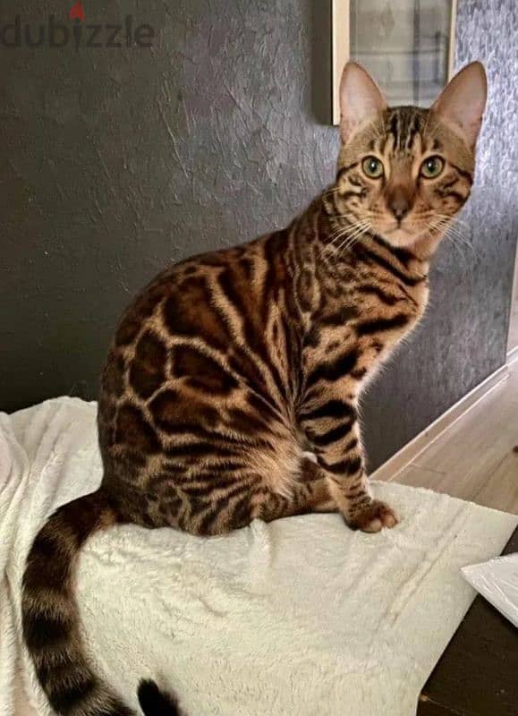 bright Bengal green eyes kittens from Russia قطط 202864699