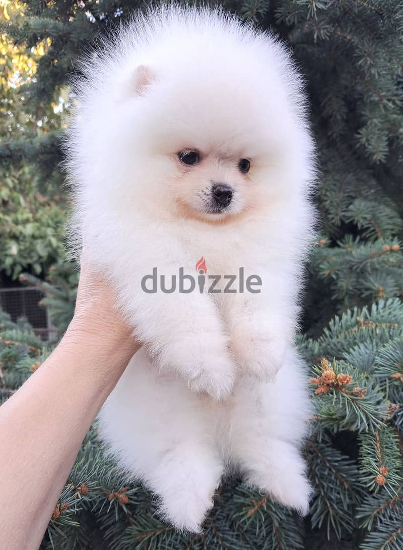 Pomeranian Dog White Color From Europe With All Documents كلاب