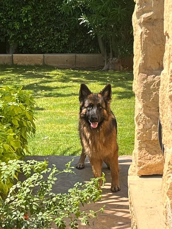 German shepherd female Dogs 202970137