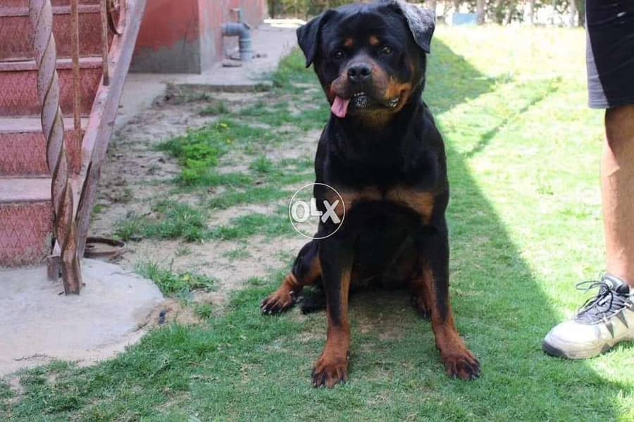 Rottweiler female for sale كلاب 185697260