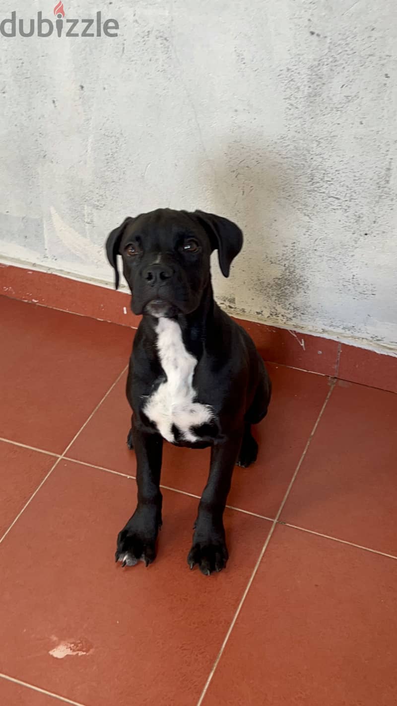 Cane corso x pitbull puppy Dogs 199374411