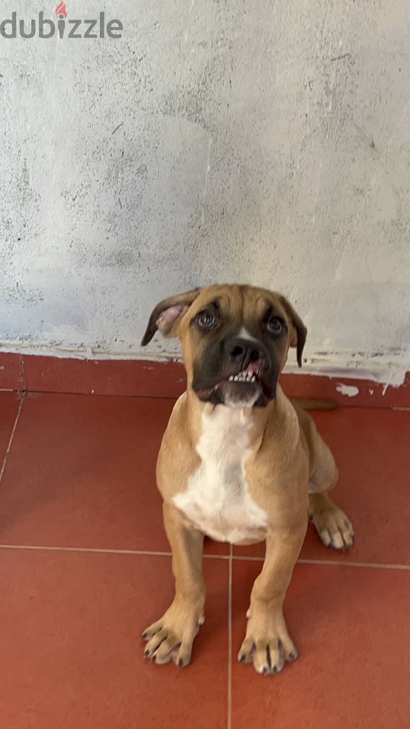 Cane corso x pitbull puppy Dogs 199374411