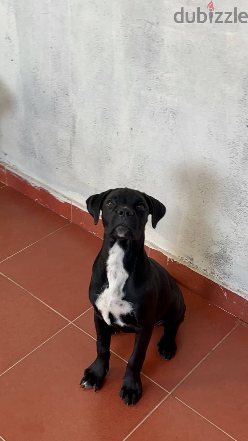 Cane corso x pitbull puppy Dogs 199374411