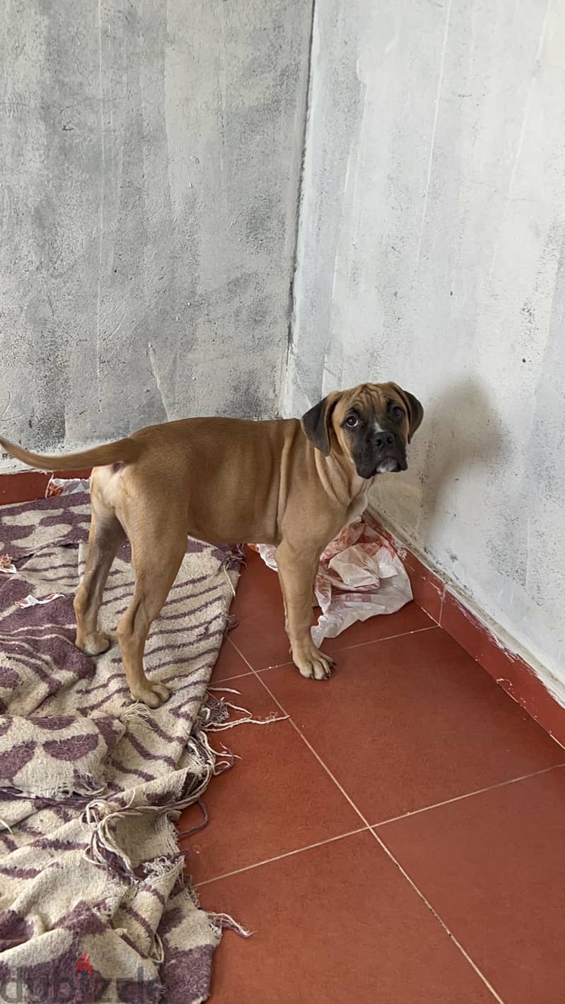 Cane corso x pitbull puppy Dogs 199374411