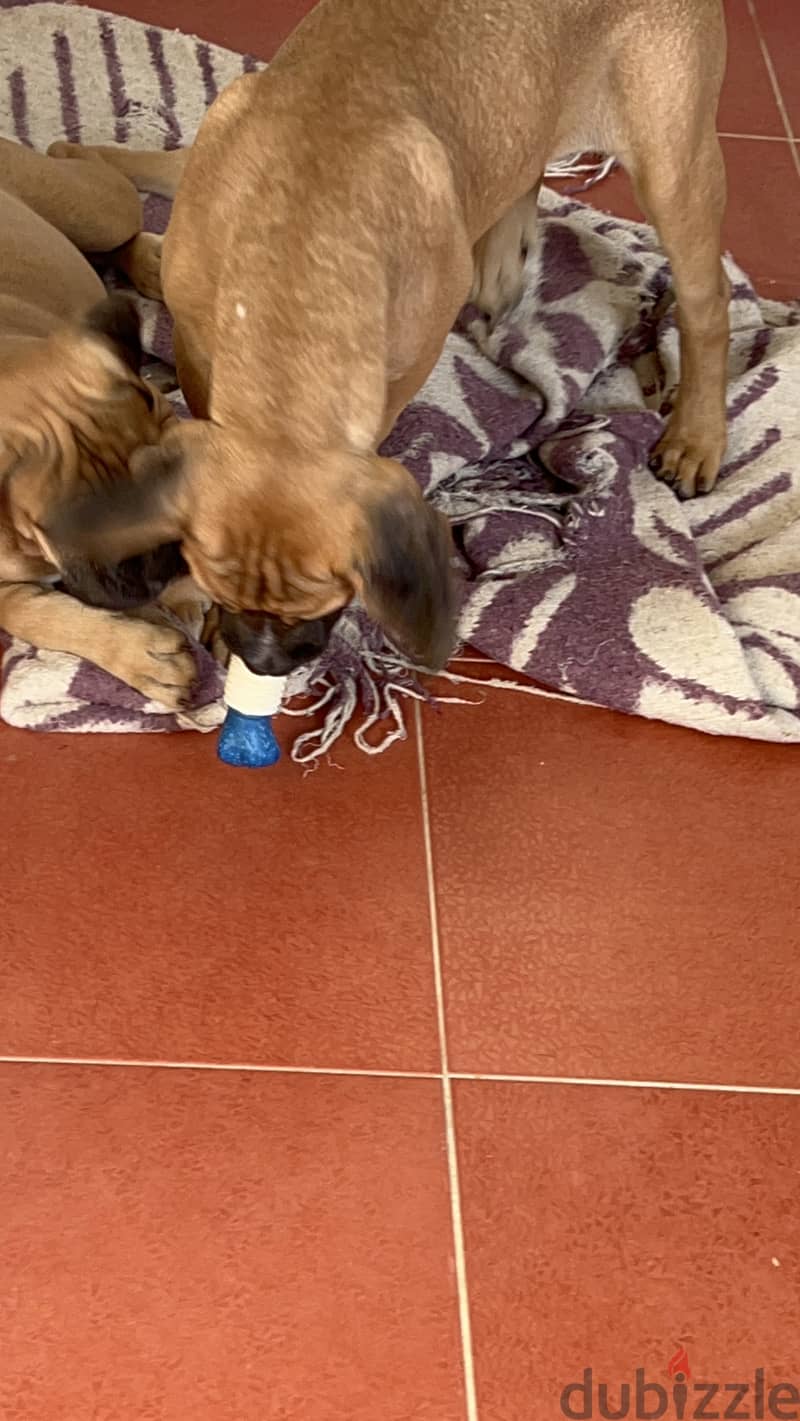 Cane corso x pitbull puppy Dogs 199374411