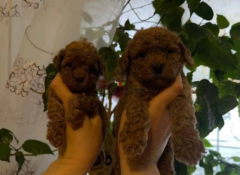 Toy Poodle Micro poodle and mini poodle from Russia كلاب 199700639
