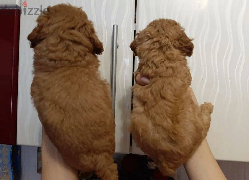 Toy Poodle Micro poodle and mini poodle from Russia Dogs 199700639