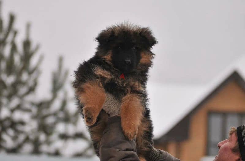 Longhaired German shepherd puppies From Russia are offered For Sale