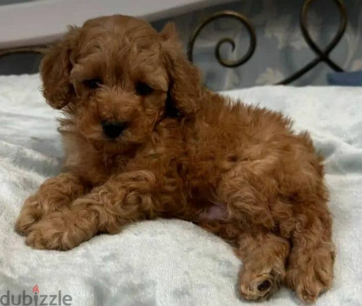 Toy Poodle From Russia Males and Females Dogs 200537817