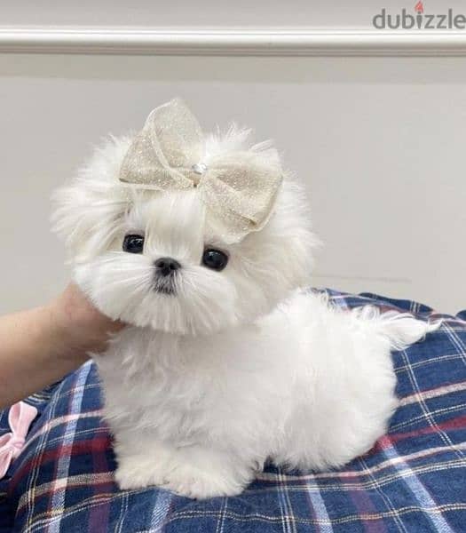 teacup Maltese Dogs 115639328