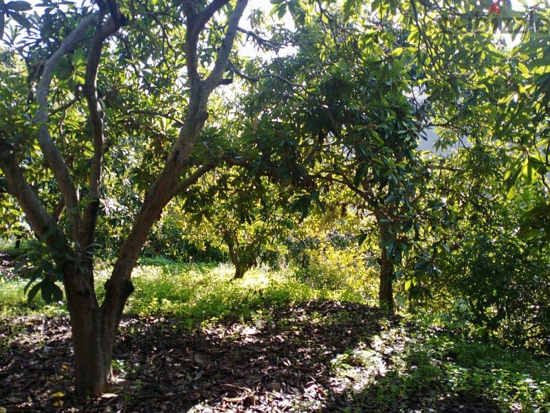 أرض للبيع في صيدا Land for sale Sidon Sharhabeel Lands for Sale