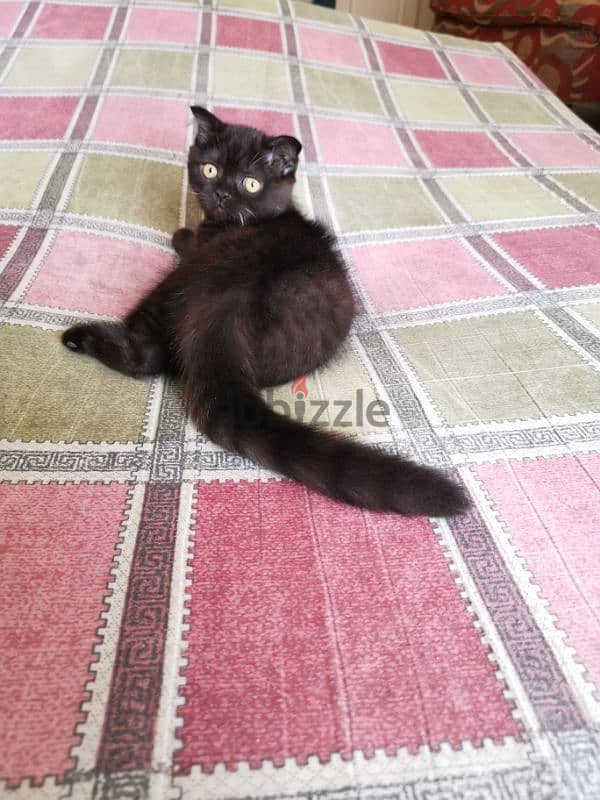 قط سكوتش Cats 116131178