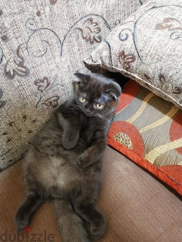 قط سكوتش Cats 116131178