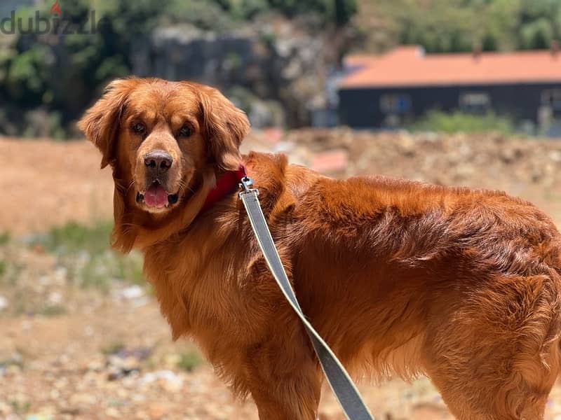 best breed golden retriever puppies available Dogs 116133832