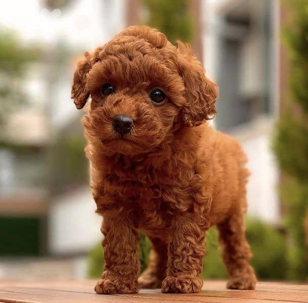 Toy Poodle Puppies Red Dogs 114743659