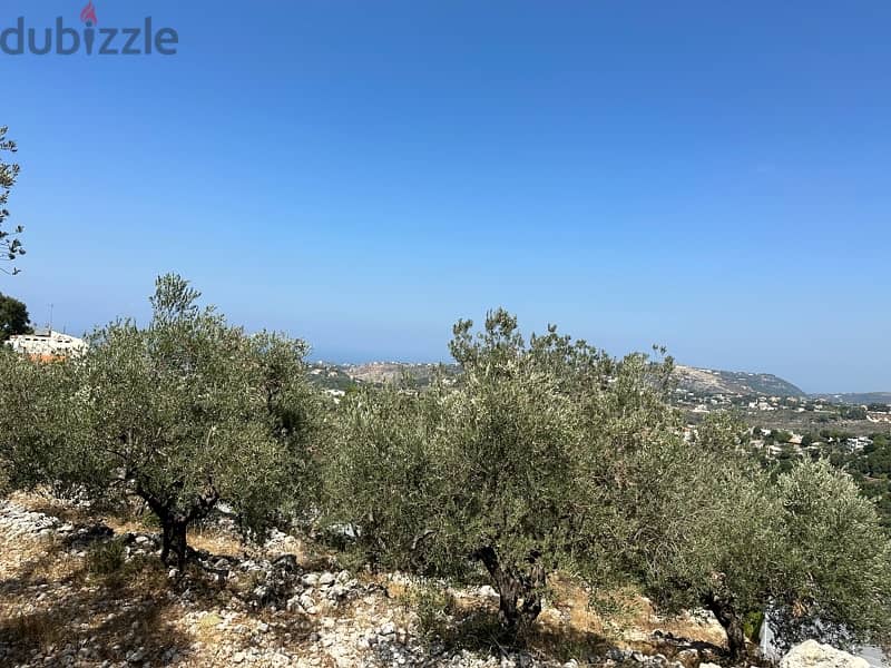 land in batroun with olive trees للبيع ارض في البترون مشجرة زيتون