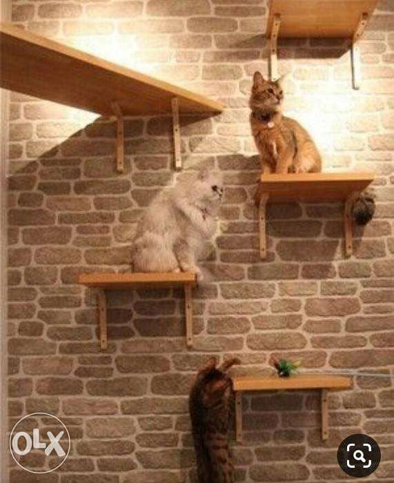 Cat House Pets Design Ideas Cats 100794859