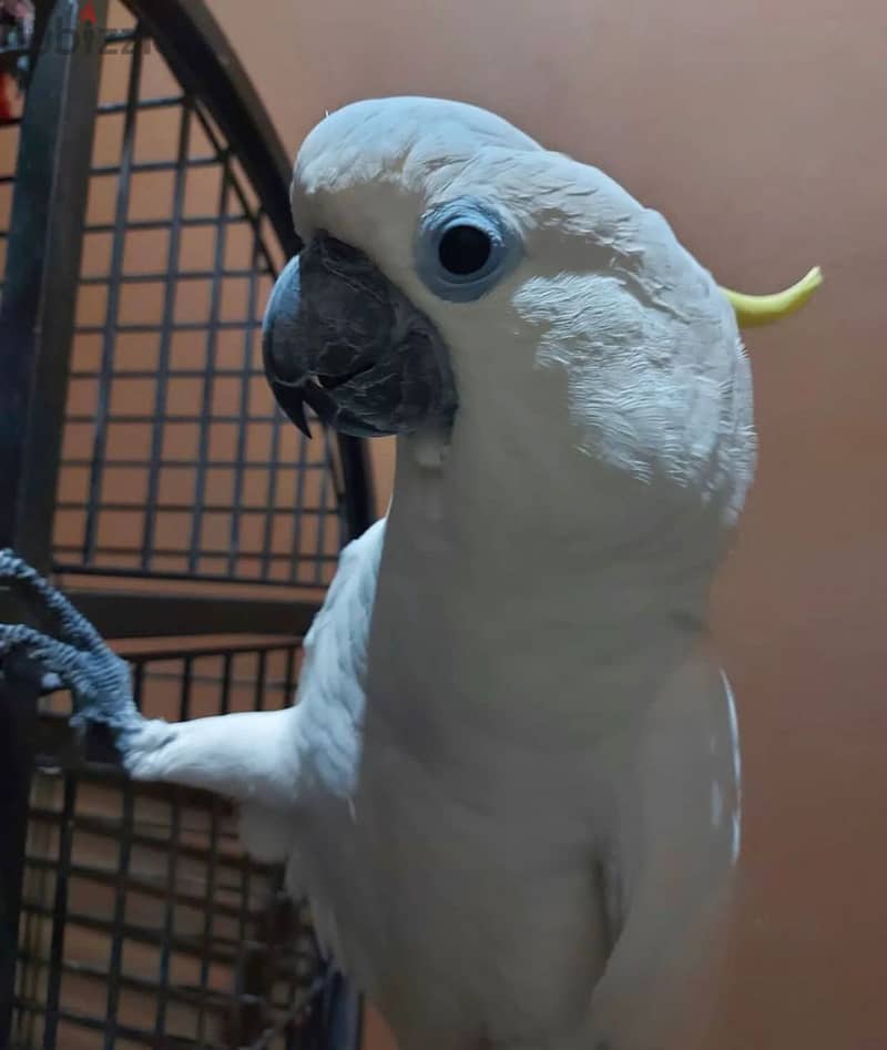 Cockatoo Parrot for sell Birds 120228897