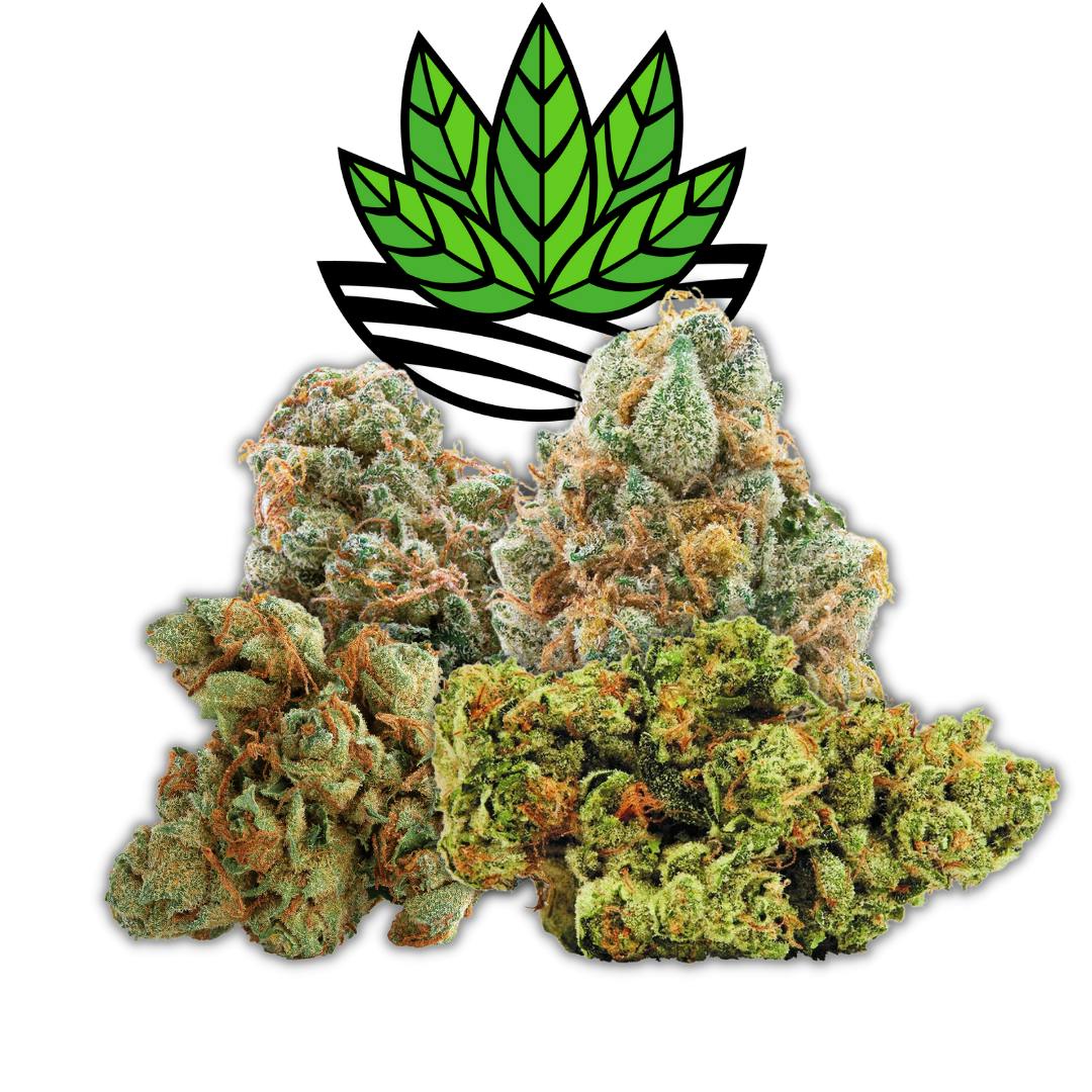 Shop Our Brantford Dispensary Harvest Cannabis