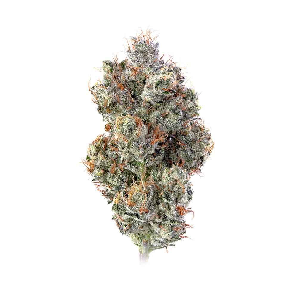 Motorbreath 15 (Classic) Strain Gloucester, MA Happy Valley