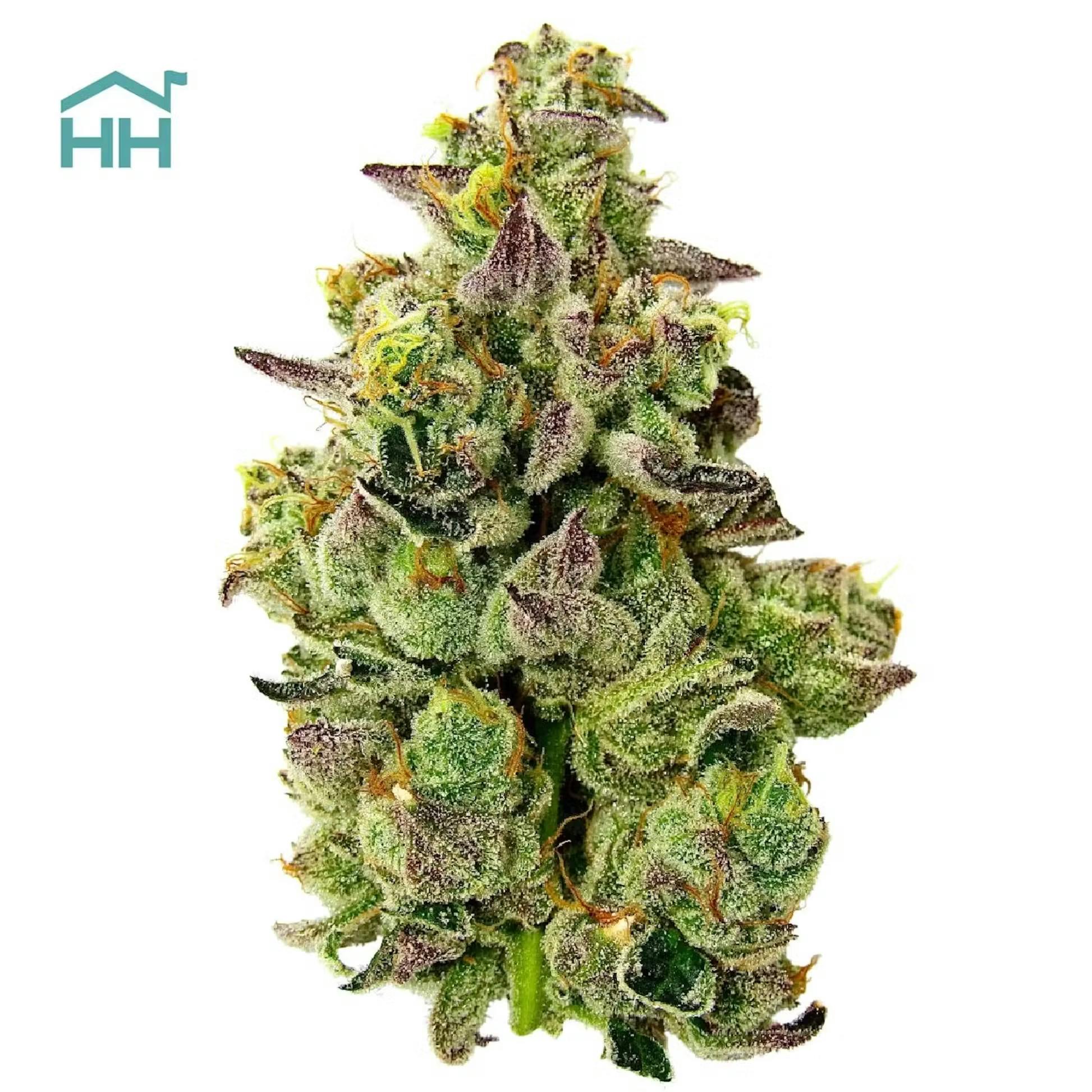 Flower GMO Bud's Goods