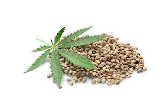 Guava Haze (A5xCBH) x GC3 Seeds 10 Pack