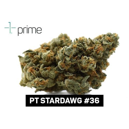Prime Wellness PT Star Dawg 36 Flower