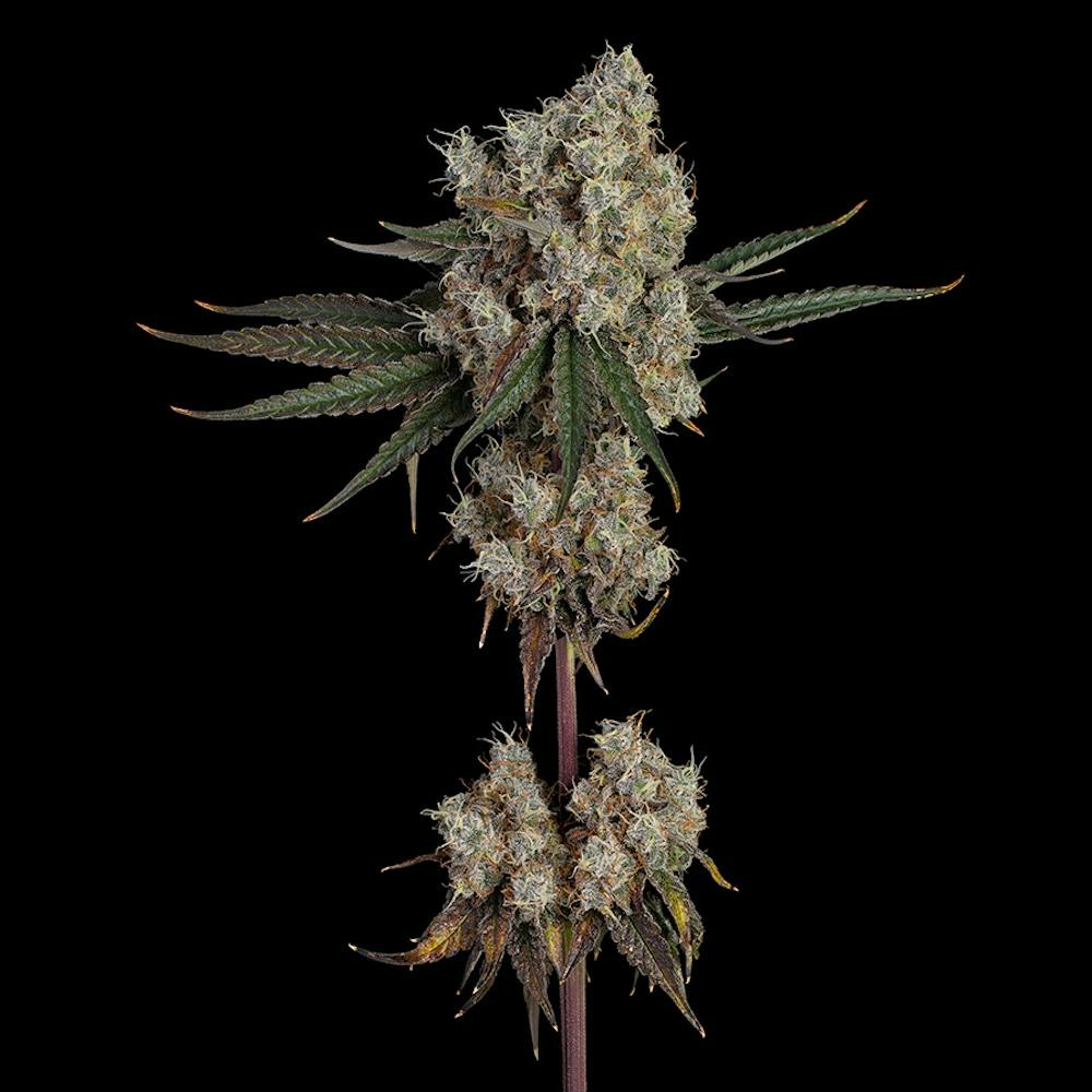 Premium cannabis flower Gloucester, MA Happy Valley Dispensary