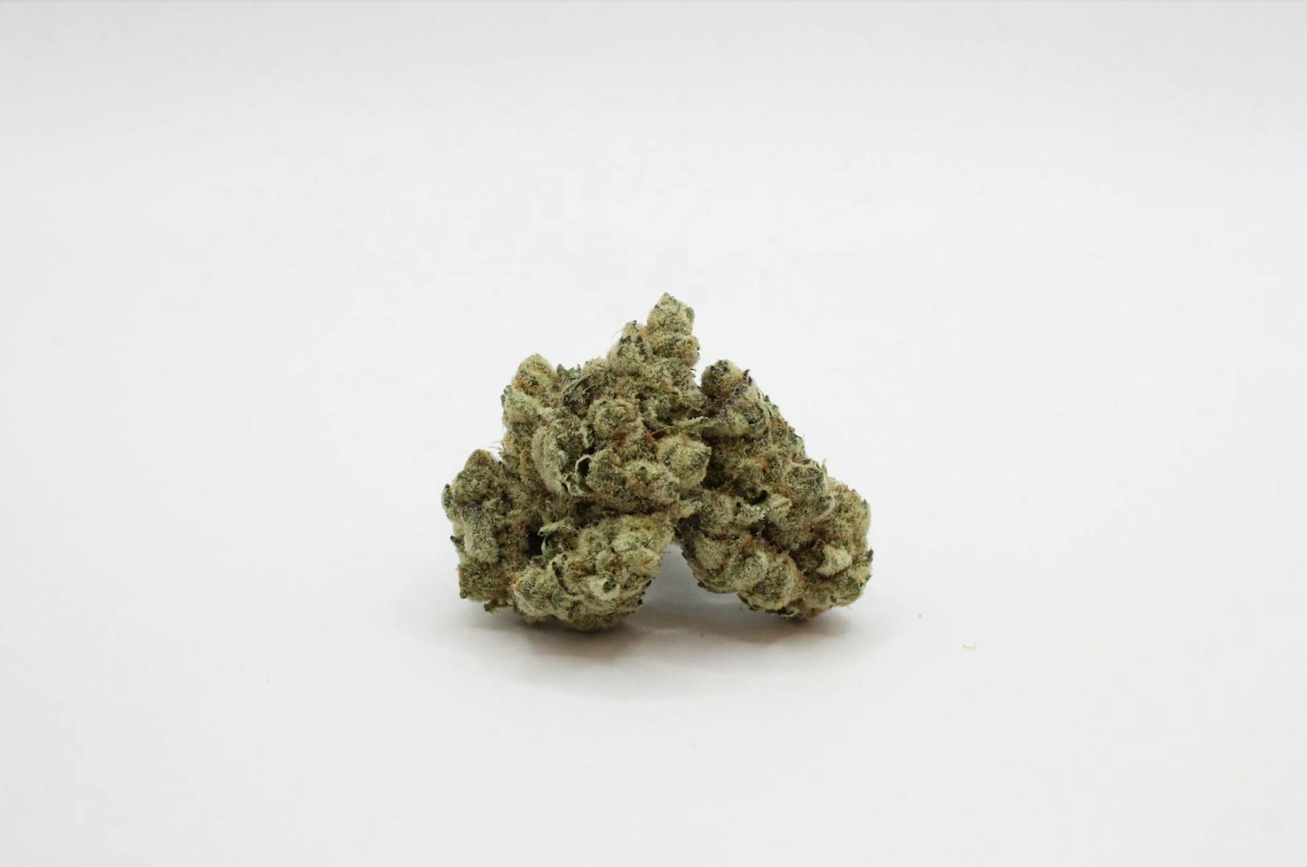 Garlic Mints (I) • Potency