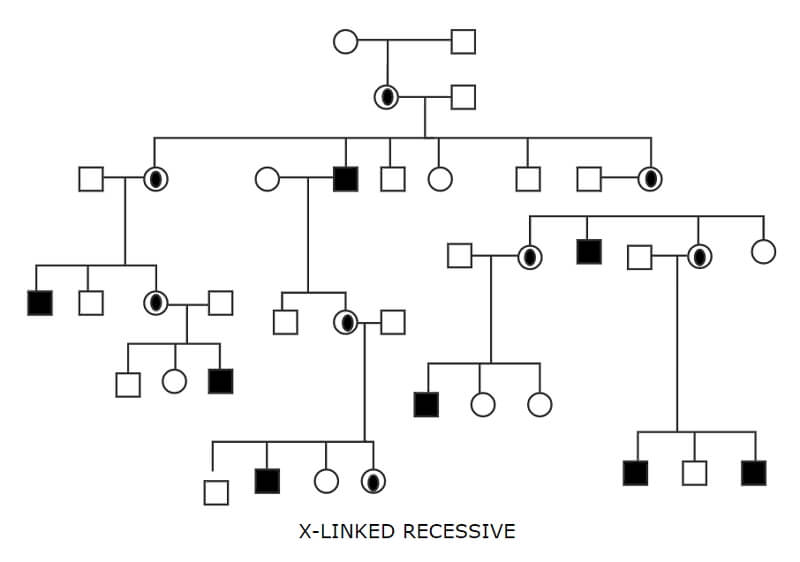 Free Download Editable Genogram Examples Edraw