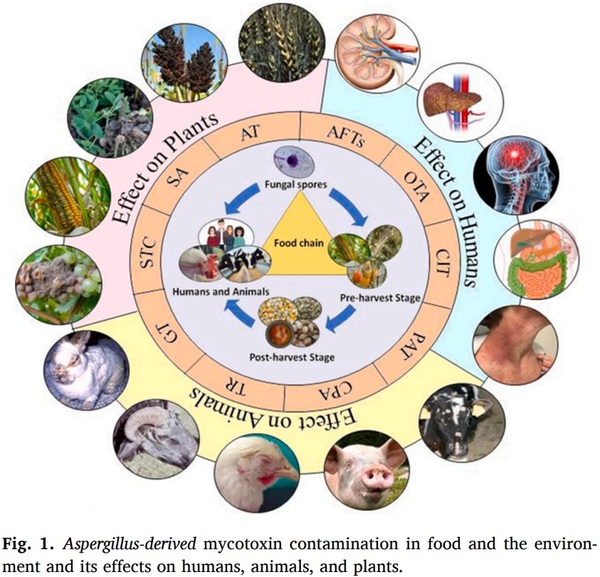 Food Mycotoxins. Engormix