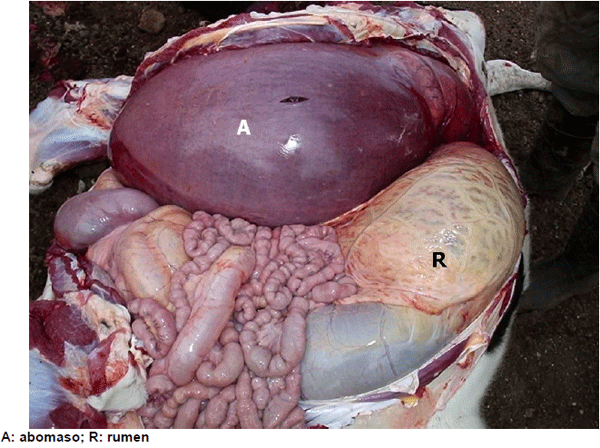 Torsion De Abomaso. Engormix