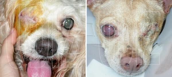 ENUCLEACIÓN HAY QUE ENUCLEAR EL OJO, ¿QUÉ ES ESO? ¿POR QUÉ HAY QUE