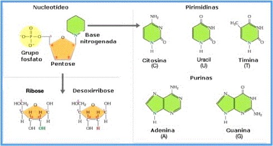 Los Nucleótidos Engormix