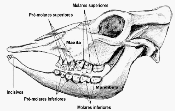 Cronologia dentaria bovina Engormix