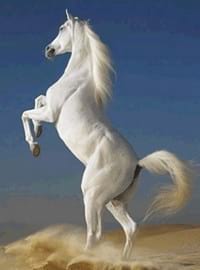 Caballos Arabes A La Venta. Engormix