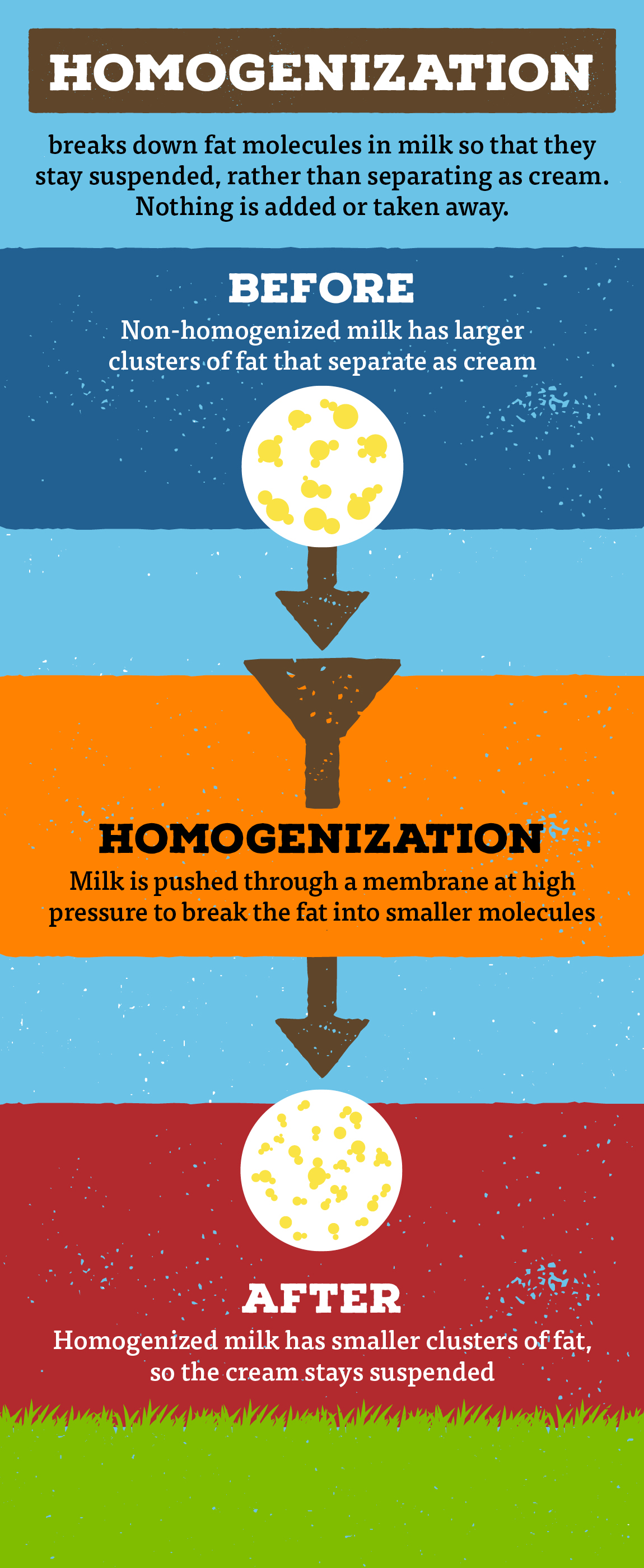 Unraveling the Connection Milk Homogenization and Heart Disease